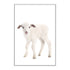 A lovely animal Baby Lamb photo art print, available in an unframed poster print, stretched canvas or with a timber, white or black frame.