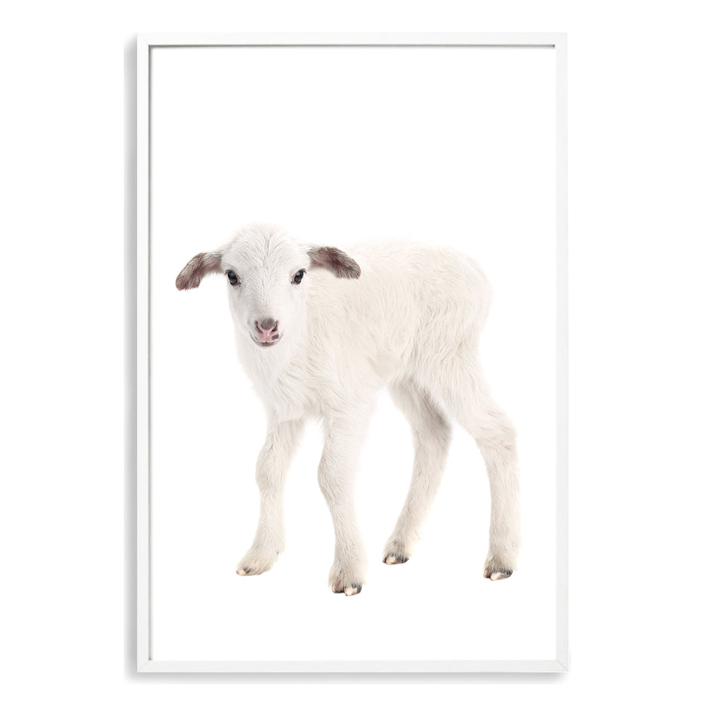 Featuring the animal Baby Lamb photo art print, available in an unframed poster print, stretched canvas or with a timber, white or black frame for your kids room.