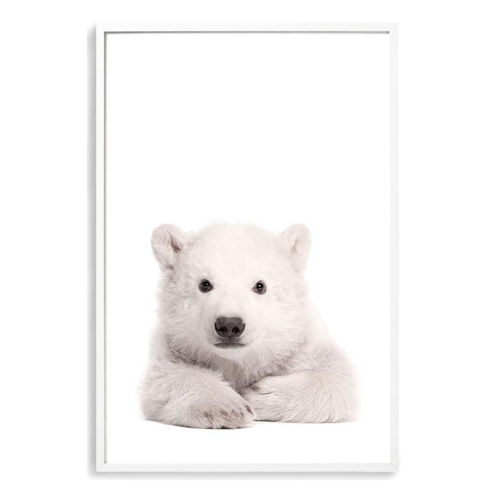The animal Baby Polar Bear photo art print, available in an unframed poster print, stretched canvas or with a timber, white or black frame.