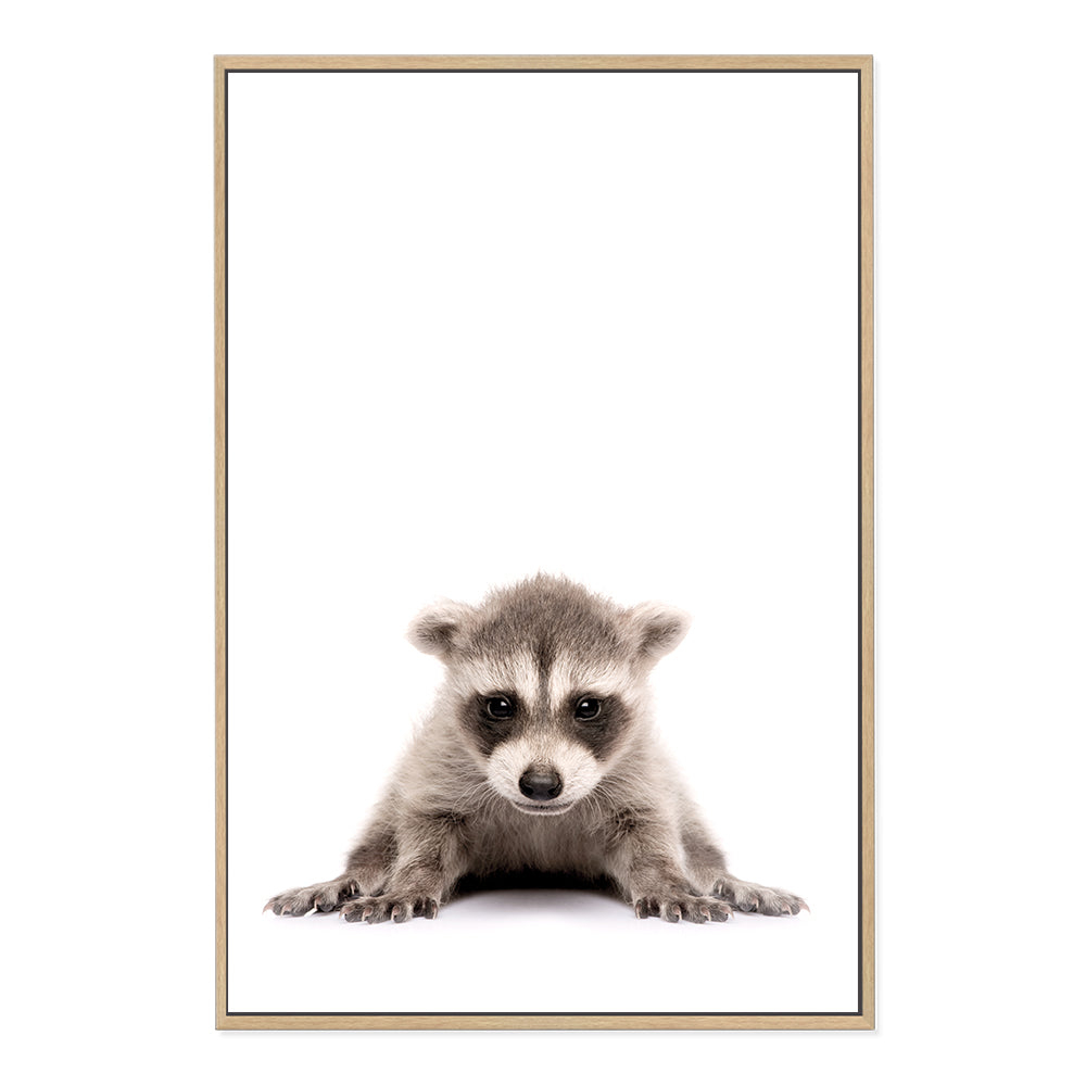 The animal Baby Racoon photo art print, available in an unframed poster print, stretched canvas or with a timber, white and black frames.