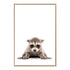 The animal Baby Racoon photo art print, available in an unframed poster print, stretched canvas or with a timber, white and black frames.