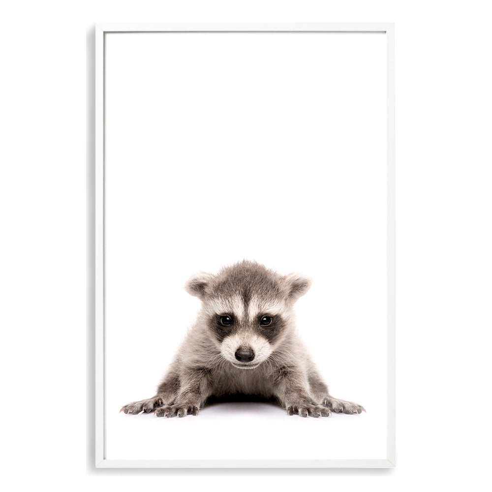 The animal Baby Racoon photo art print, available in an unframed poster print, stretched canvas or with a timber, white or black frame.