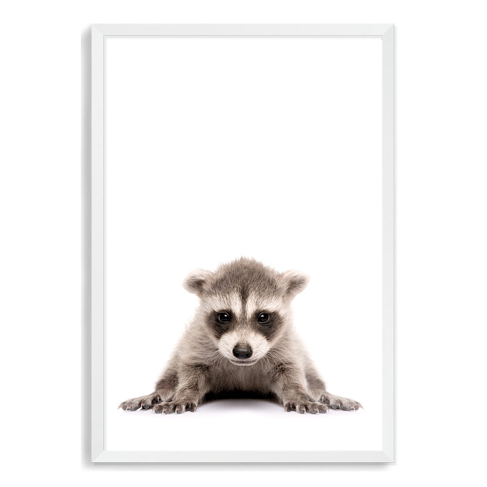 Featuring the cute animal Baby Racoon photo art print, available in an unframed poster print, stretched canvas or with a timber, white or black frame.