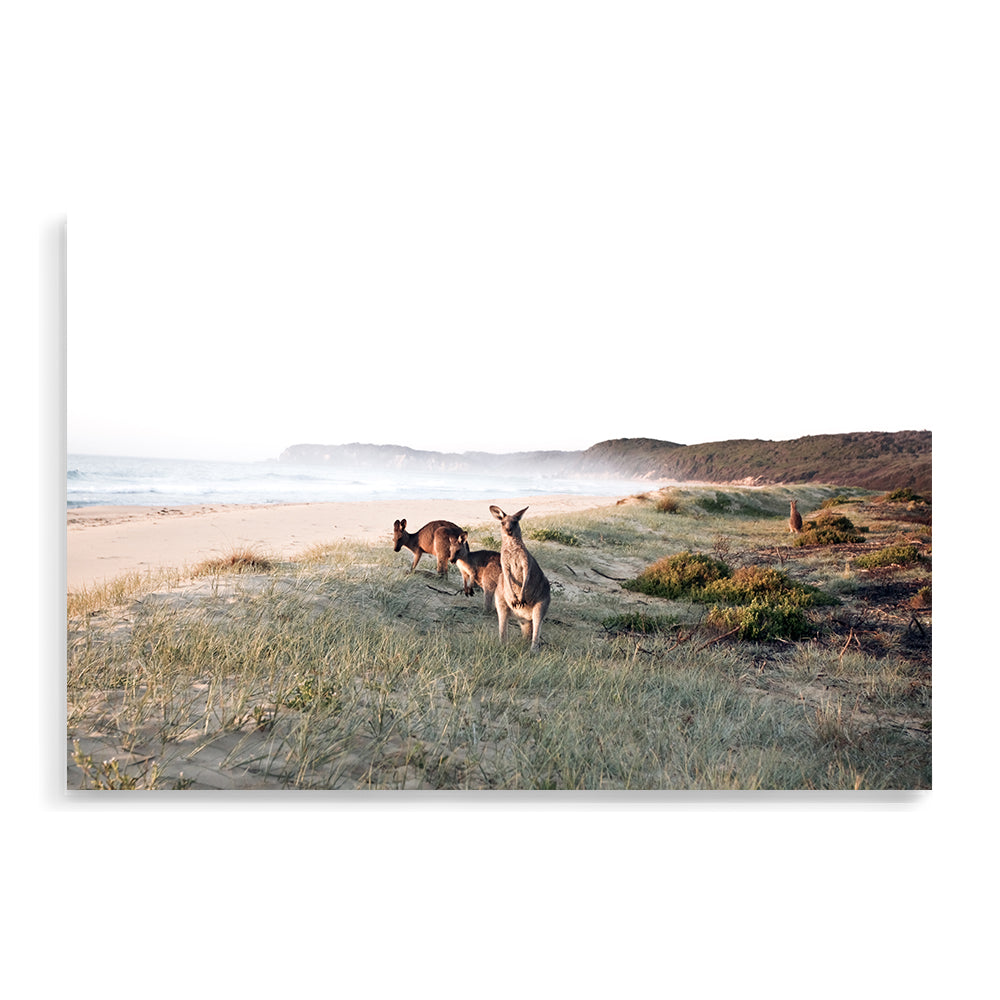 Beachside Kangaroos Wall Art Photographic Print or Canvas Framed or Unframed by Beautiful Home Decor