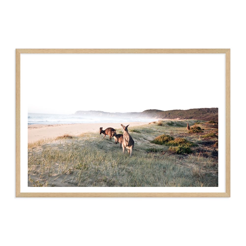 Beachside Kangaroos Wall Art Photograph Print or Canvas Timber Framed or Unframed by Beautiful Home Decor