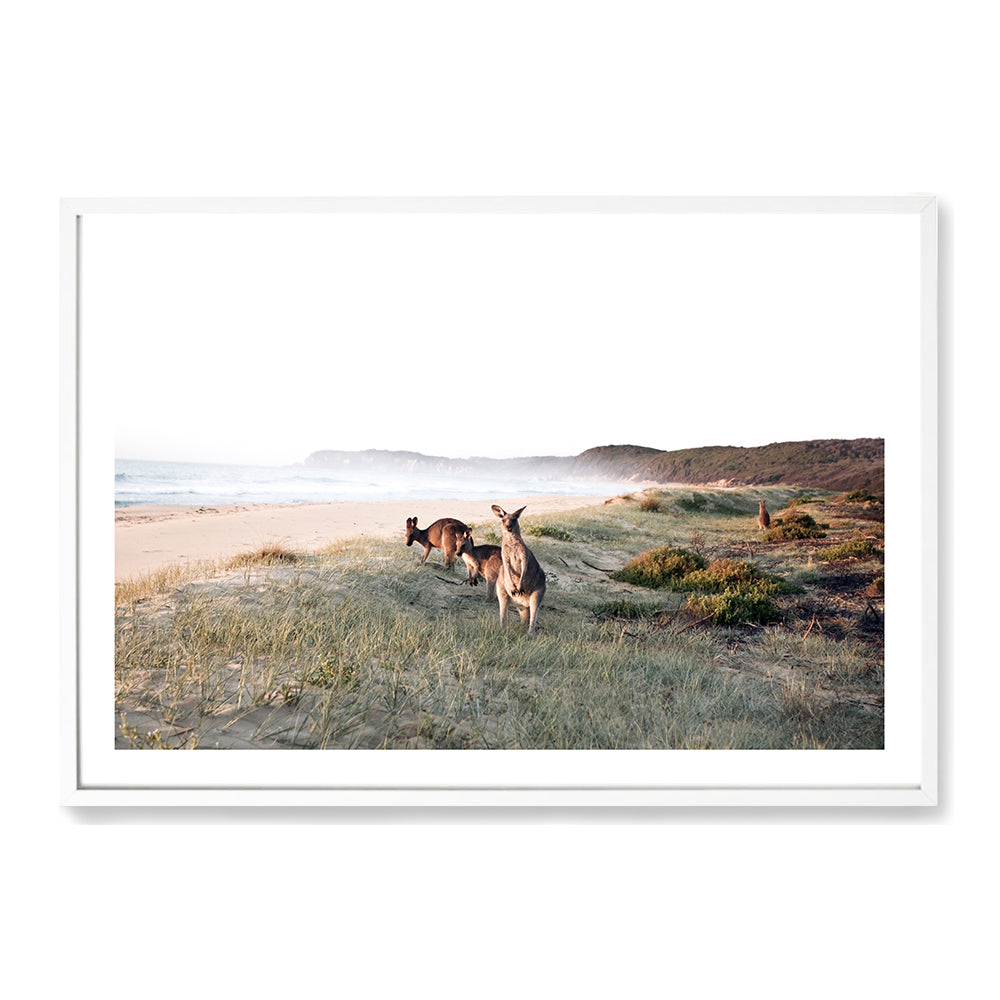 Beachside Kangaroos Wall Art Photograph Print or Canvas White Framed or Unframed by Beautiful Home Decor