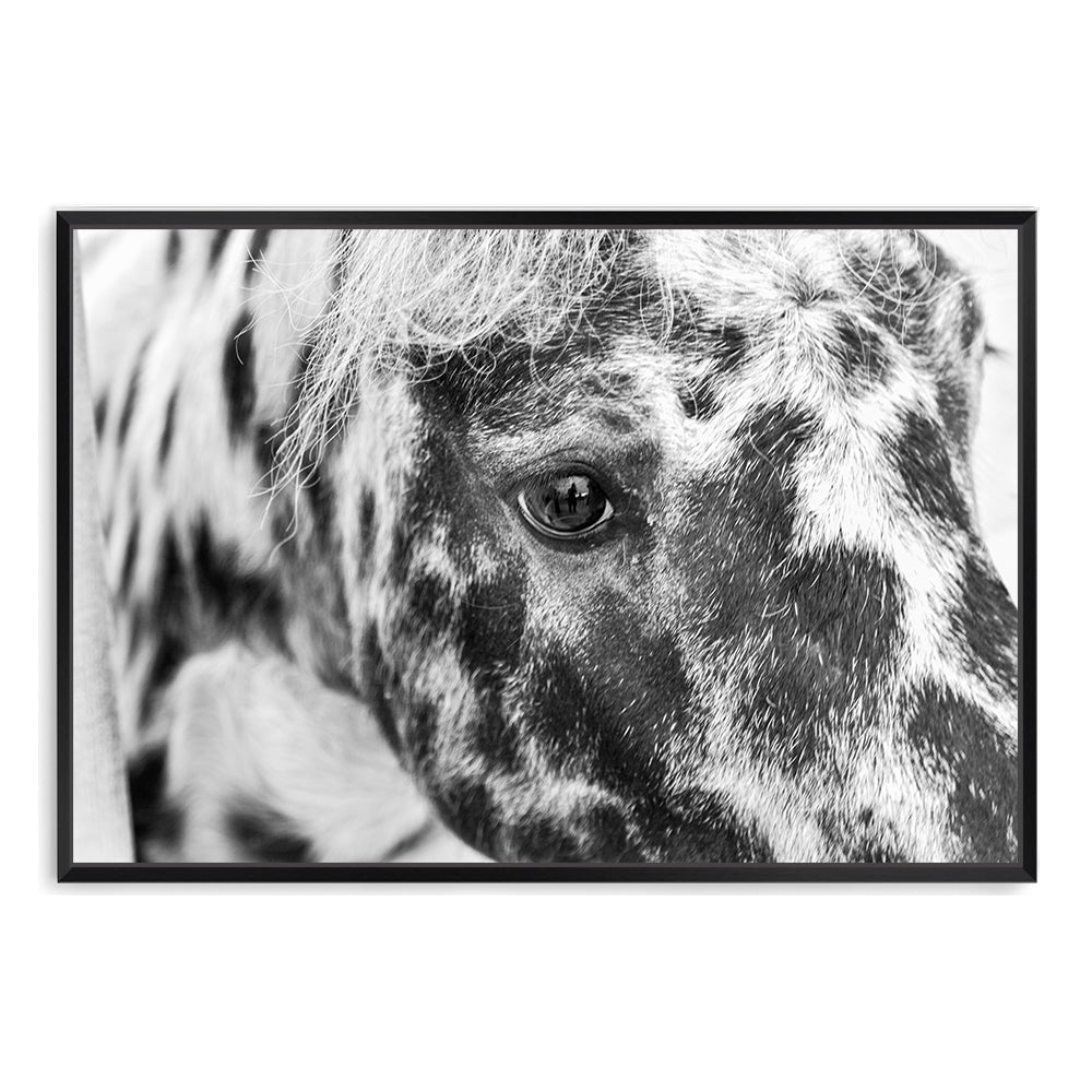 Black and White Speckled Horse Wall Art Photograph Print or Canvas Framed Black or Unframed by Beautiful Home Decor