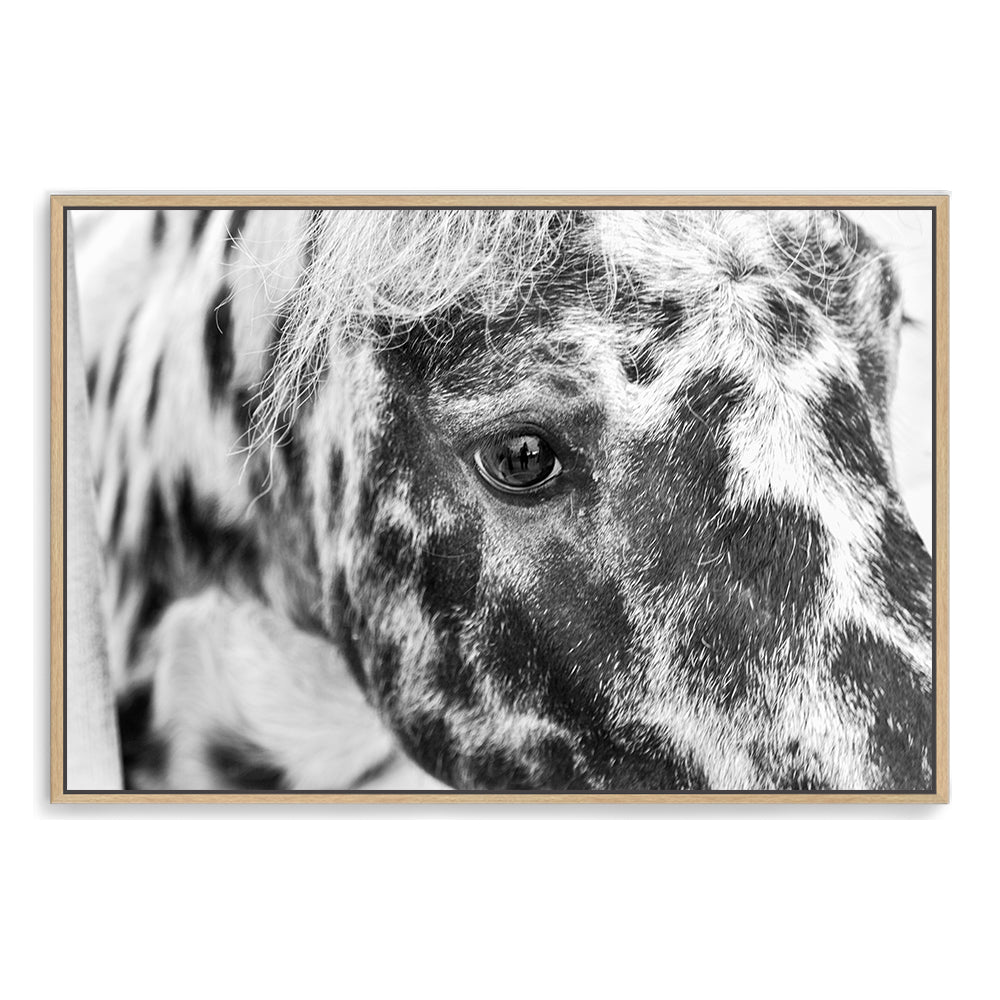 Black and White Speckled Horse Wall Art Photograph Print or Canvas Framed Timber or Unframed by Beautiful Home Decor