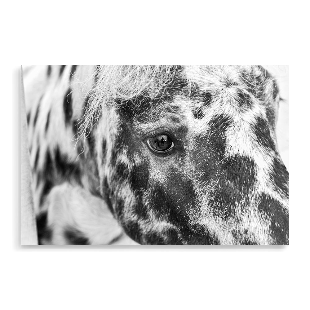 Black and White Speckled Horse Wall Art Photograph Print or Canvas Not Framed or Unframed by Beautiful Home Decor