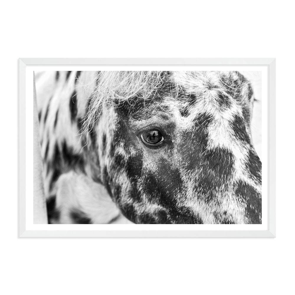 Black and White Speckled Horse Wall Art Photograph Print or Canvas White Framed or Unframed by Beautiful Home Decor