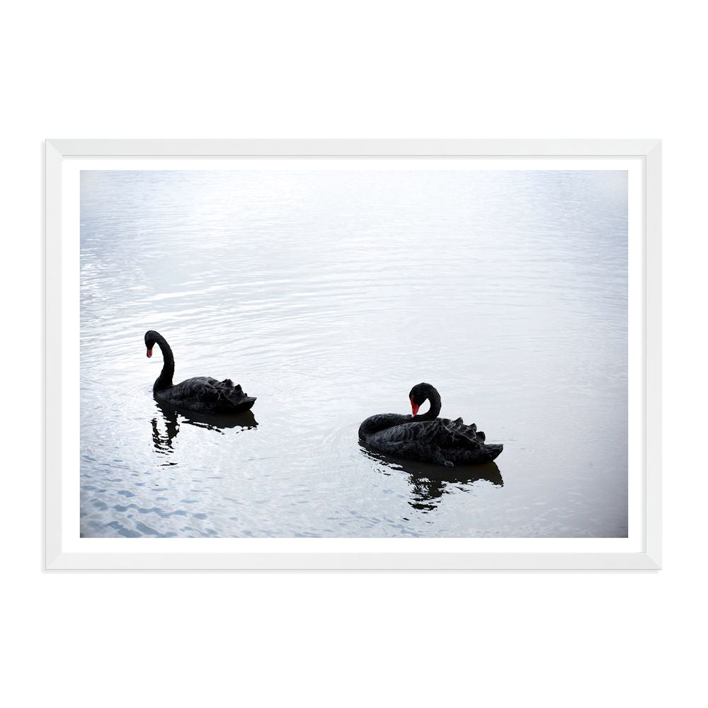 Photographed in Queensland, this stunning wall art print is of two black swans gliding on a lake and available as a poster print or canvas wall art.