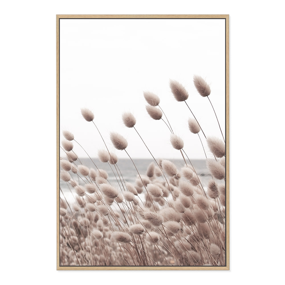 A Hamptons art print of bunny tail grass, a tall pampas grass variety, available in an unframed and framed poster print.
