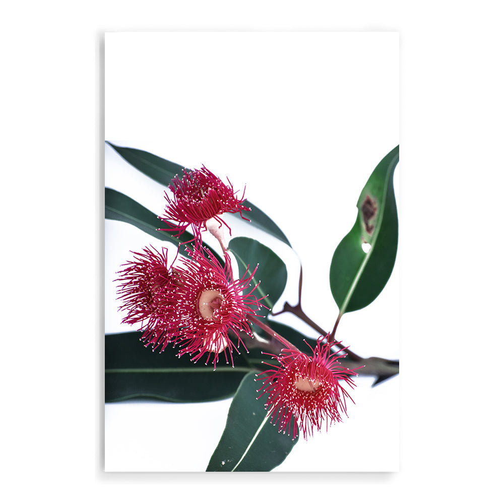 This floral artwork featuring beautiful red wild flowers A highlighting green eucalyptus leaves is available in photo and canvas prints.