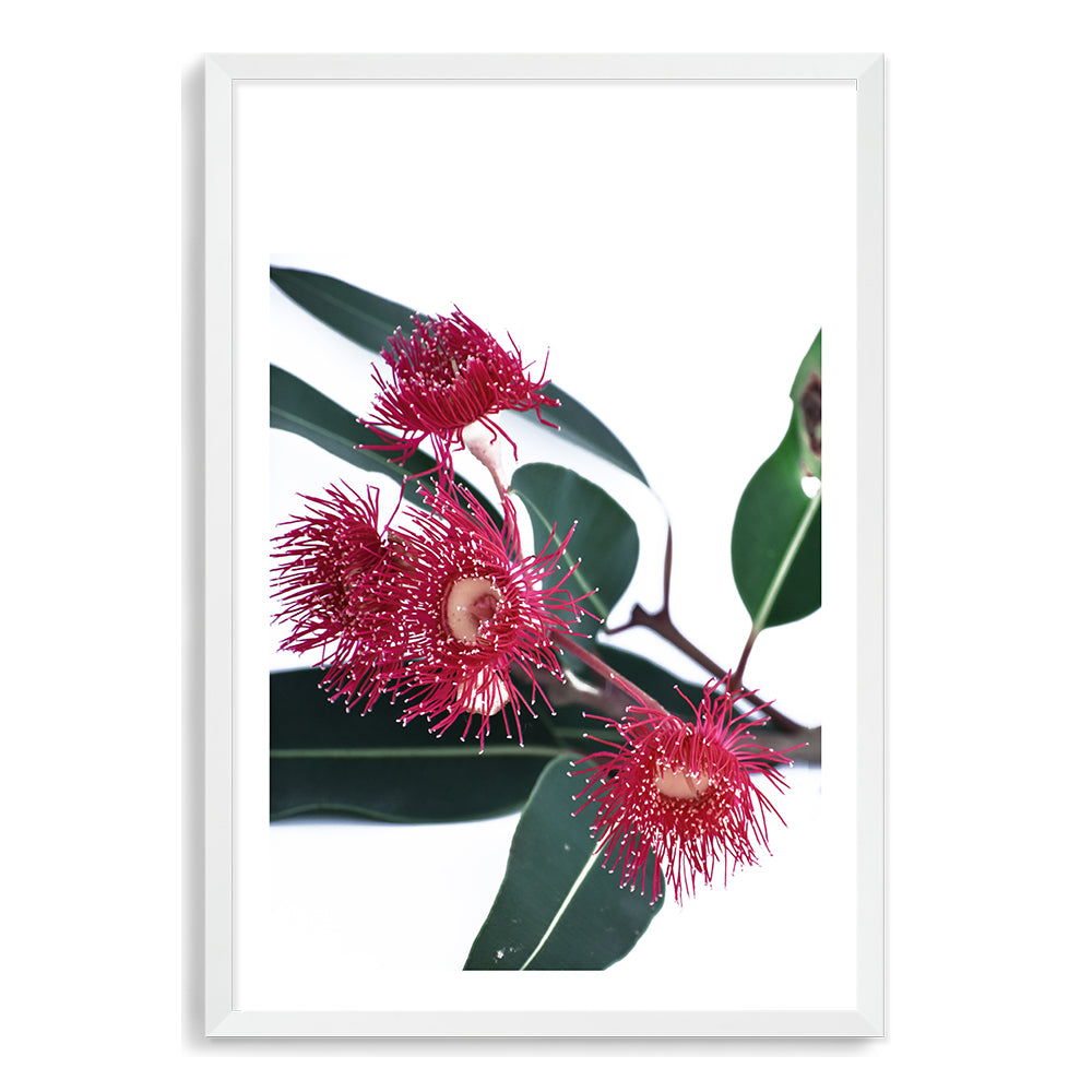A floral wall art print featuring beautiful red wild flowers A with green eucalyptus leaves, available framed or unframed.