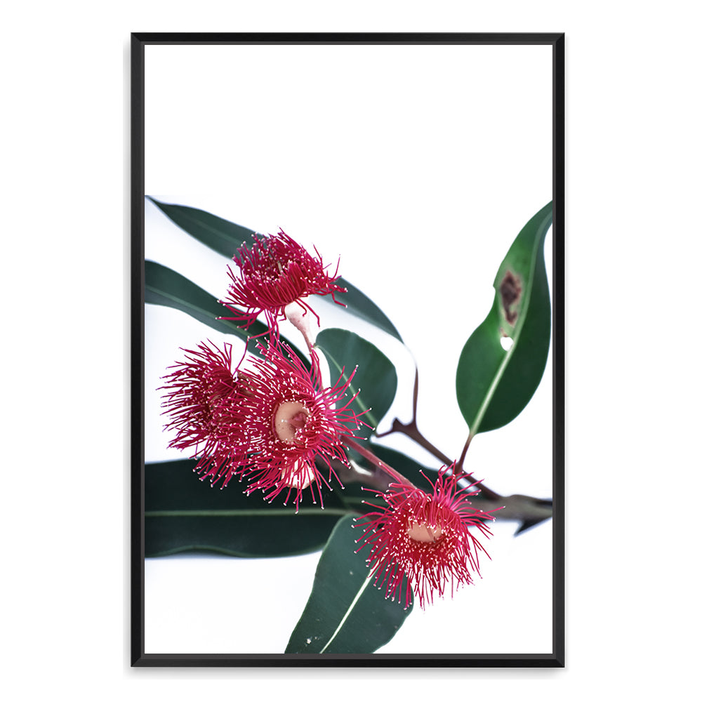 This floral wall art print featuring beautiful red wild flowers A highlighting green eucalyptus leaves is available in canvas and photo prints.