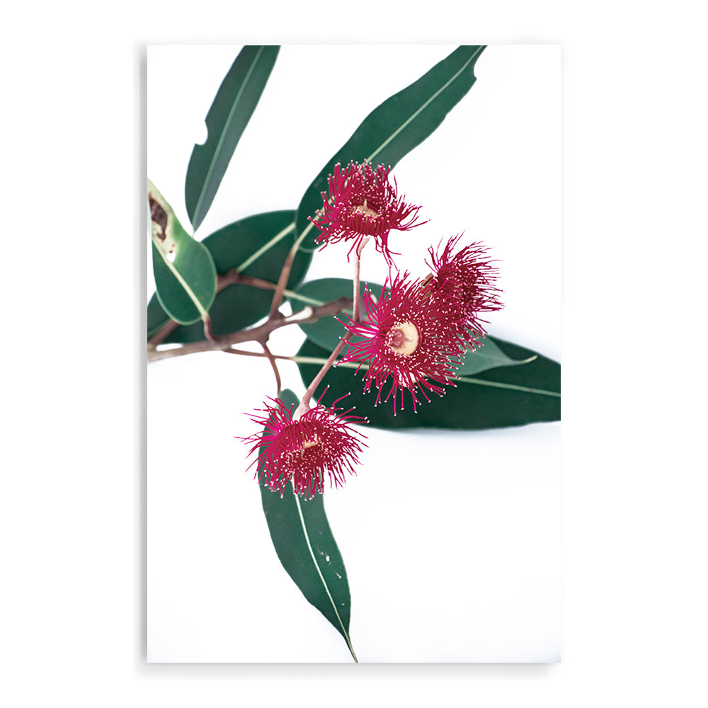 This floral art print features green eucalyptus leaves highlighting beautiful red wild flowers