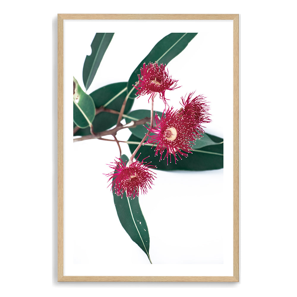 A floral photographic artwork in canvas featuring green eucalyptus leaves and beautiful red wild flowers, available framed or unframed.