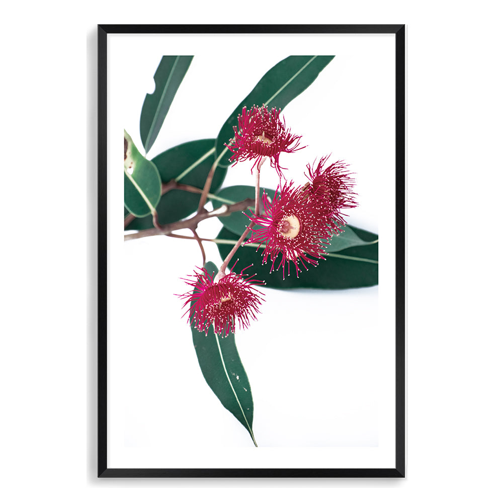 A photo floral wall art in stretched canvas featuring green eucalyptus leaves and beautiful red wild flowers, available framed or unframed.