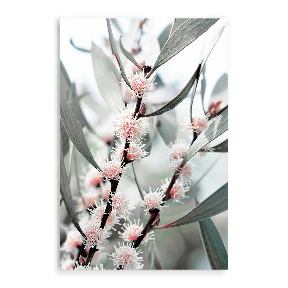 An artwork featuring eucalytpus pink wild flowers and green leaves with branches in the background, available framed or unframed. 
