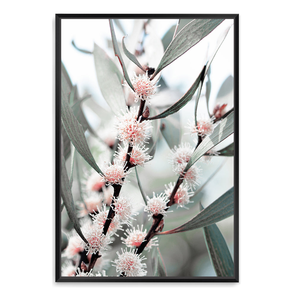 An stretched canvas wall art of the eucalytpus pink wild flowers and green leaves, available framed or unframed. 