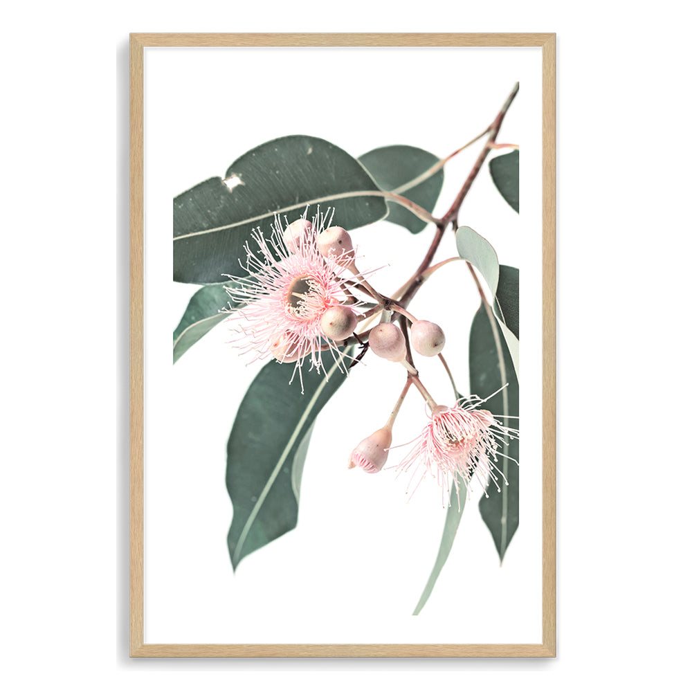 An Australian wall art print of pink eucalyptus wild flowers and green leaves with a neutral background  of a native gum eucalyptus flower a wall art.