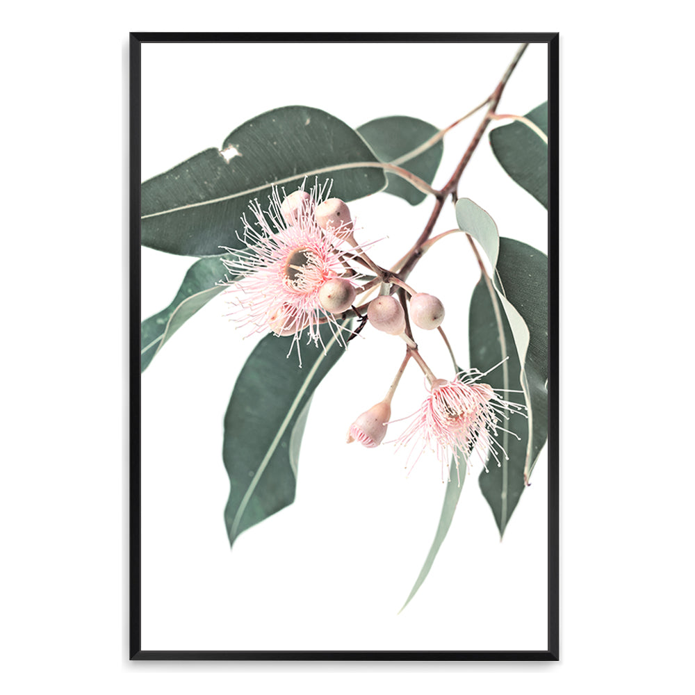 An artwork featuring pink eucalyptus wild flowers and green leaves on a neutral background, available framed or unframed  of a native gum eucalyptus flower a wall art.