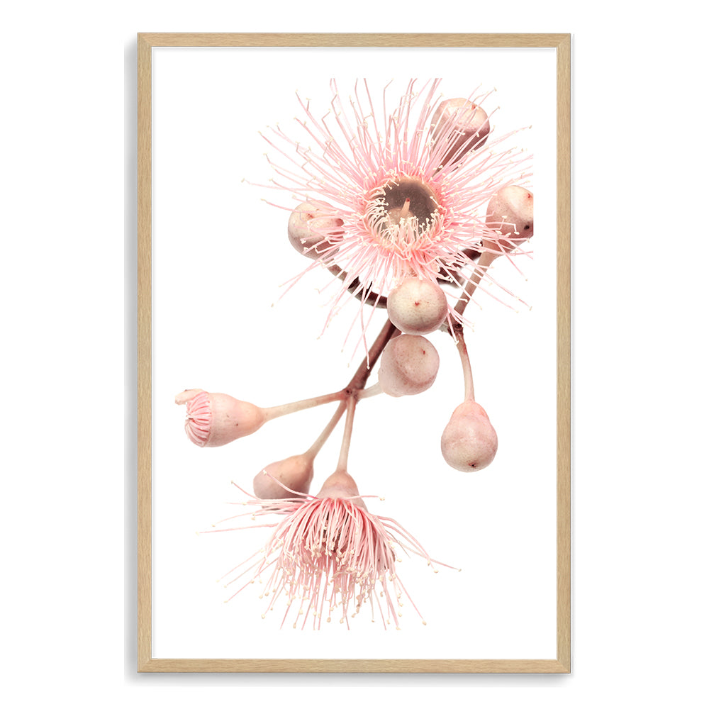 An Australian wall art print of green leaves and pink eucalyptus wild flowers with a neutral background. 