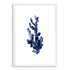 Navy Blue Coral Wall Art Photograph Print or Canvas white Framed or Unframed Beautiful Home Decor