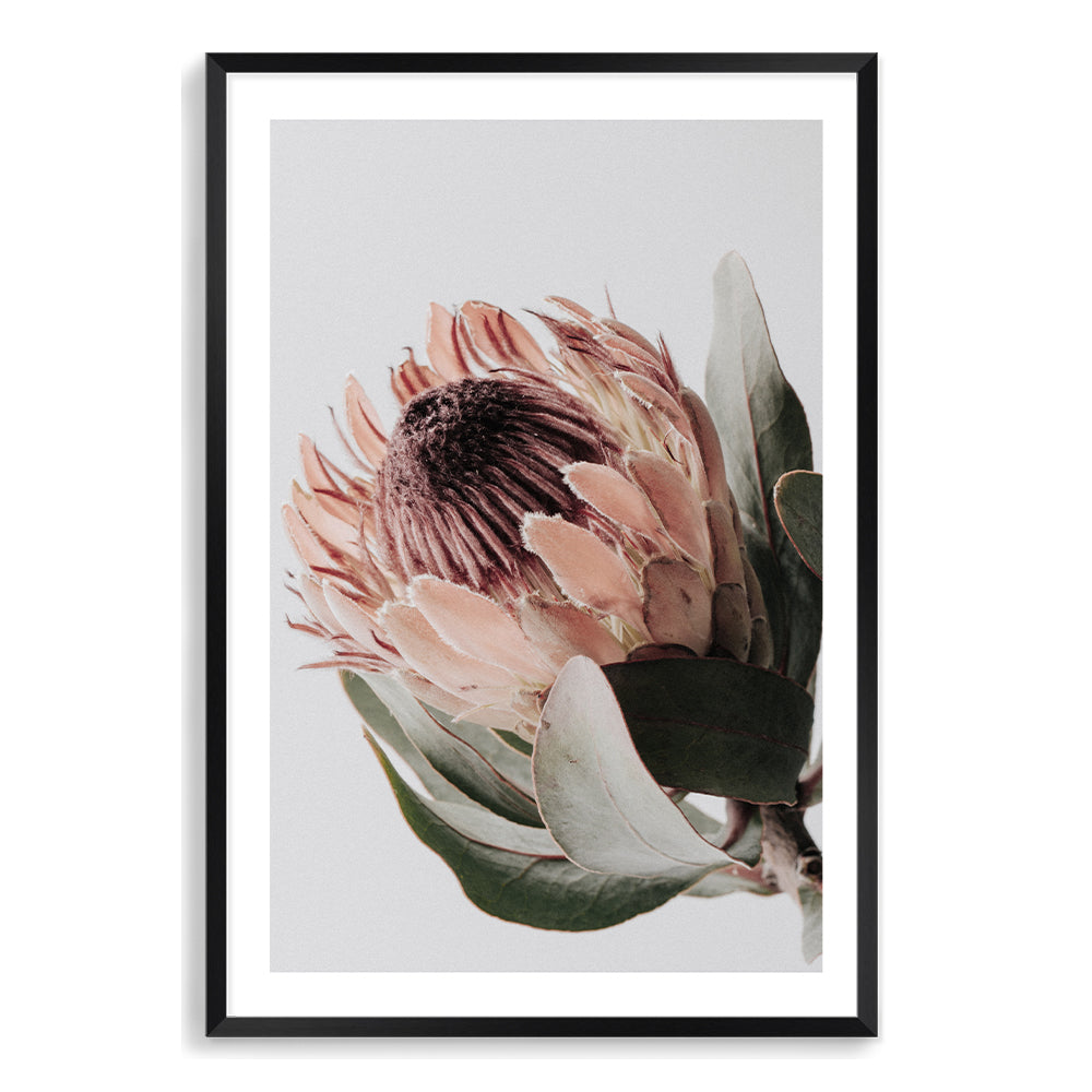 A floral wall art print of a beautiful peach protea flower with green leaves in muted tones.