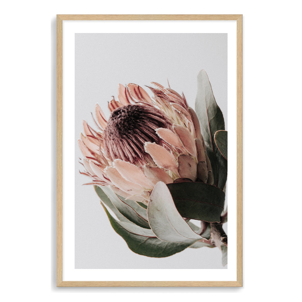 A beautiful peach protea flower with green leaves in muted tones is featured in this floral art print. 