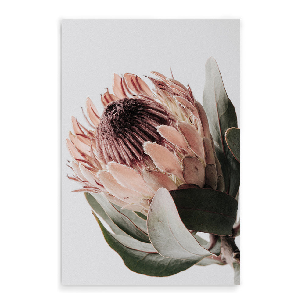 A stretched canvas wall art print of one beautiful peach protea flower with green leaves available in a timber, black or white frame.