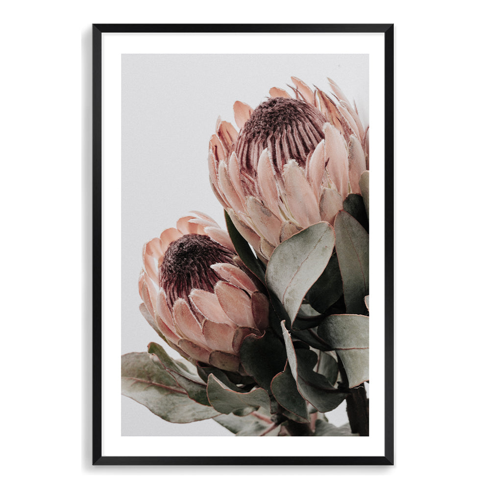 Two beautiful peach protea flowers with green leaves in muted tones are the focal point of  this floral art print. 
