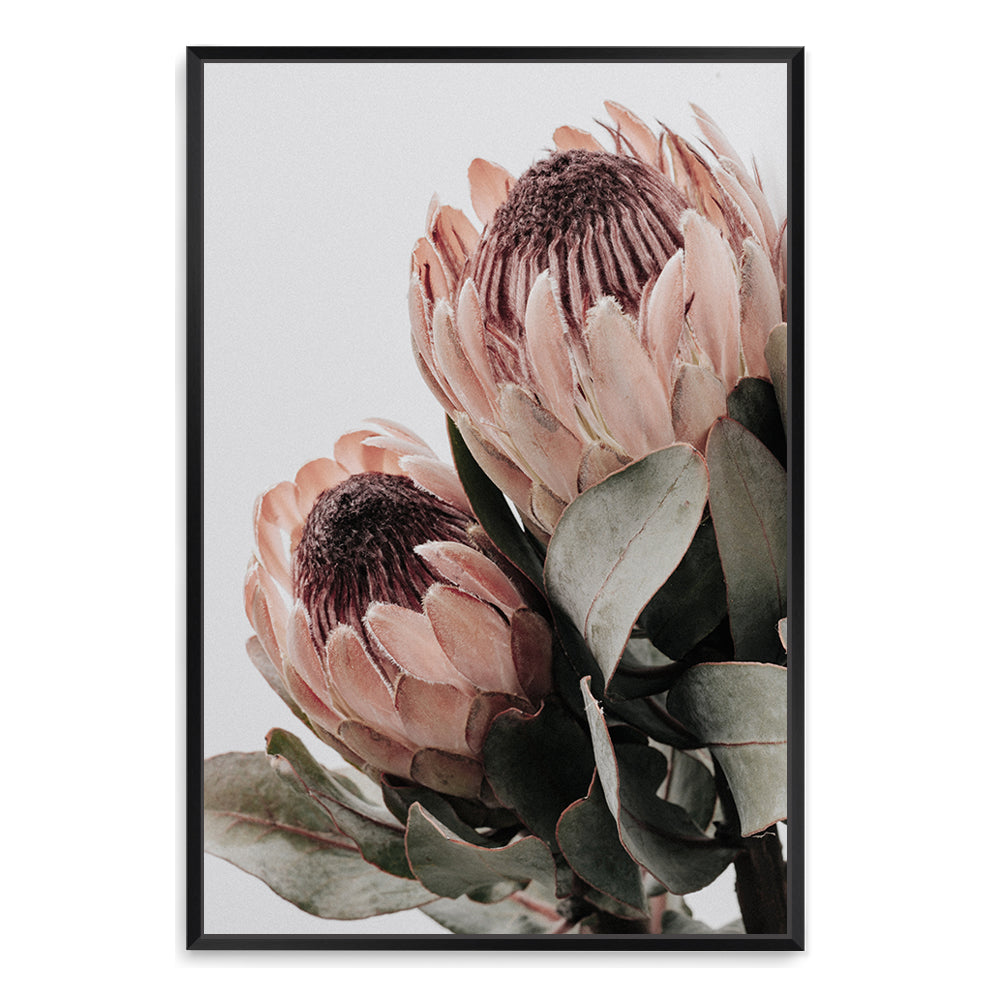 A stretched canvas wall art print of two beautiful peach protea flowers with green leaves available in a timber, black or white frame.
