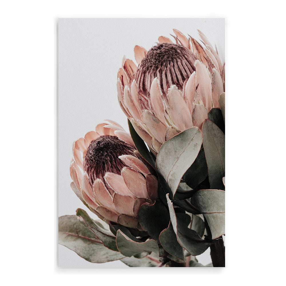 A beautiful floral wall art print featuring 2 peach protea flowers with green leaves in muted tones in an unframed and framed photo print. 