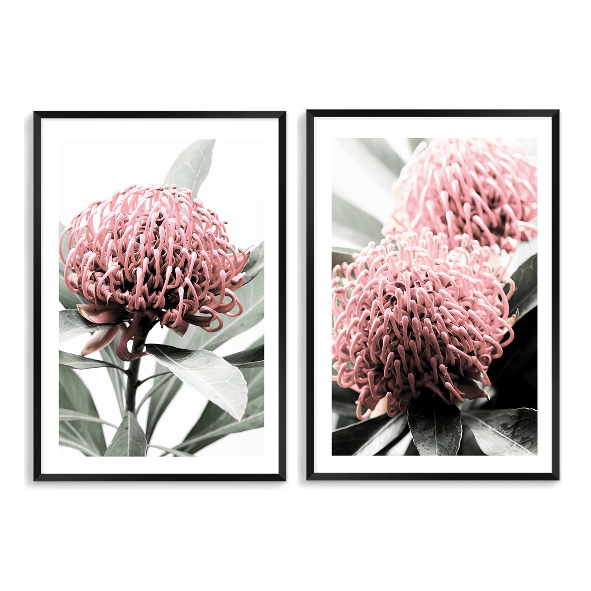 An wall art set of 2 prints featuring the beautiful reds and green of the Australian native Waratah flower.