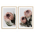 Two art prints of peach protea flowers with green leaves in muted tones make up this floral wall art set This Artwork is available in an unframed poster print only. 