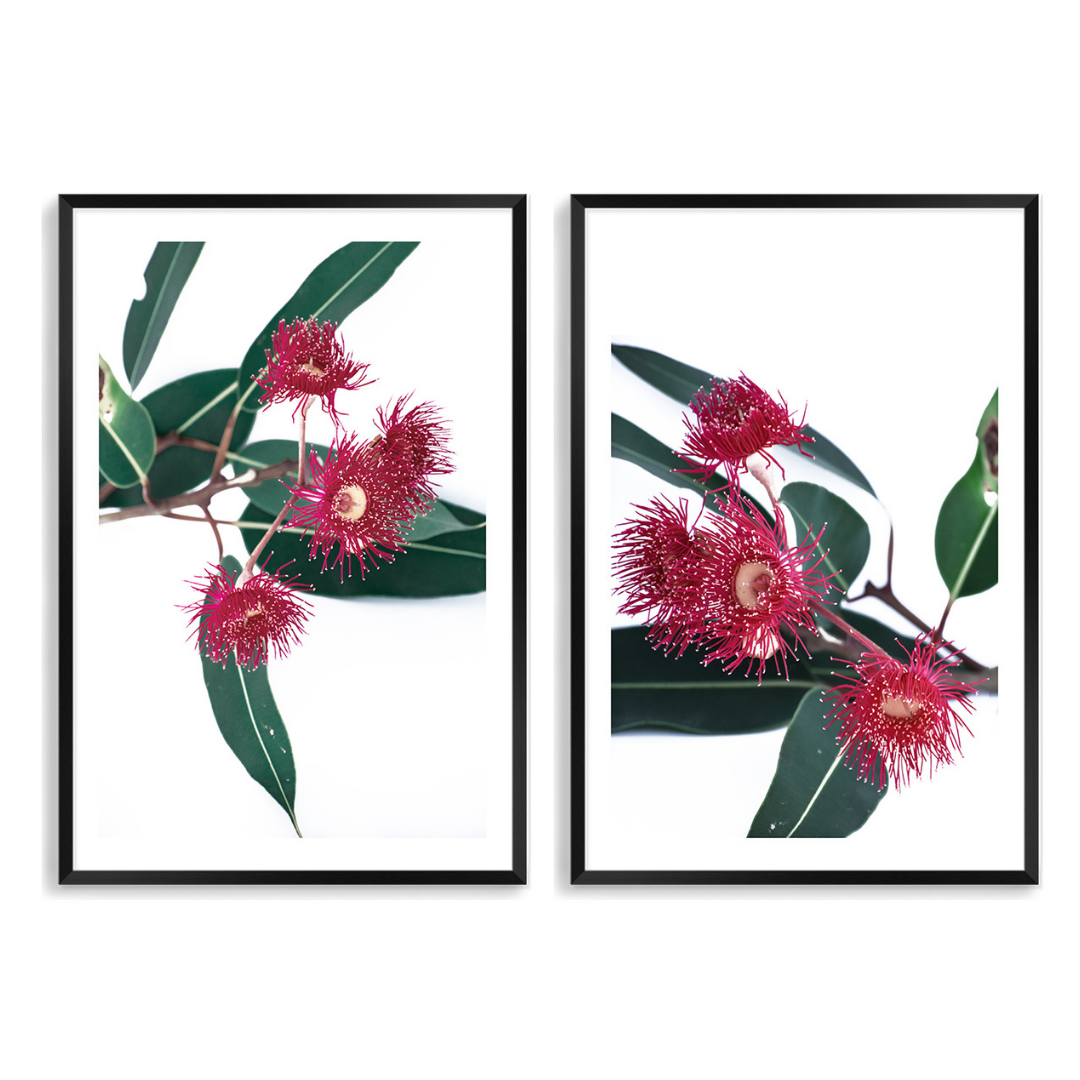 A gorgeous pair set of two Eucalyptus Flowers floral art prints. Beautiful red wildflowers with green eucalyptus leaves add a bit of nature to your home interior design.