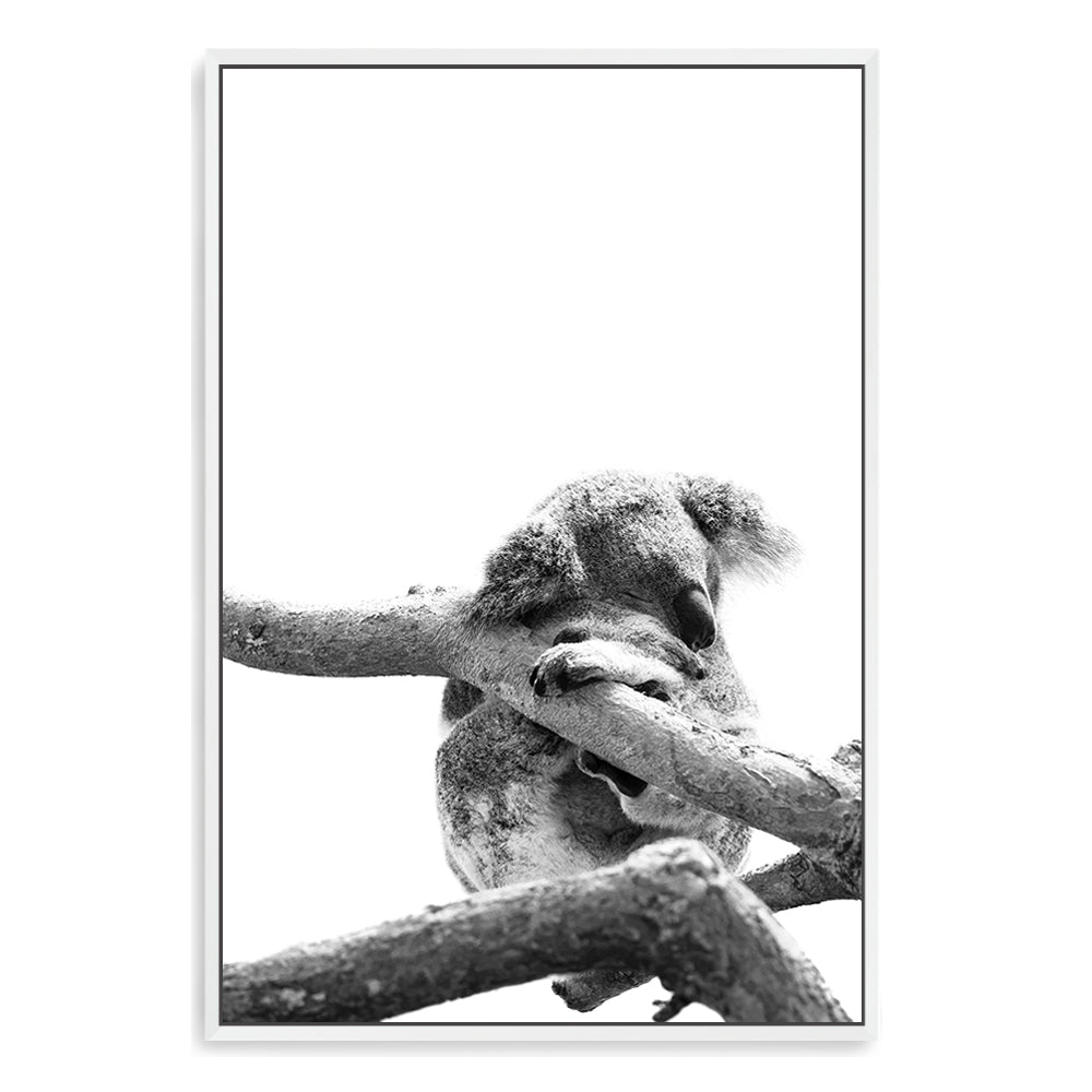 Artwork of a koala sleeping in a tree with a white background, Available with a frame or canvas print