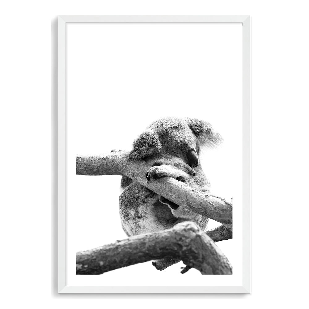 A wall art print of a sleeping koala in a tree on a white background.