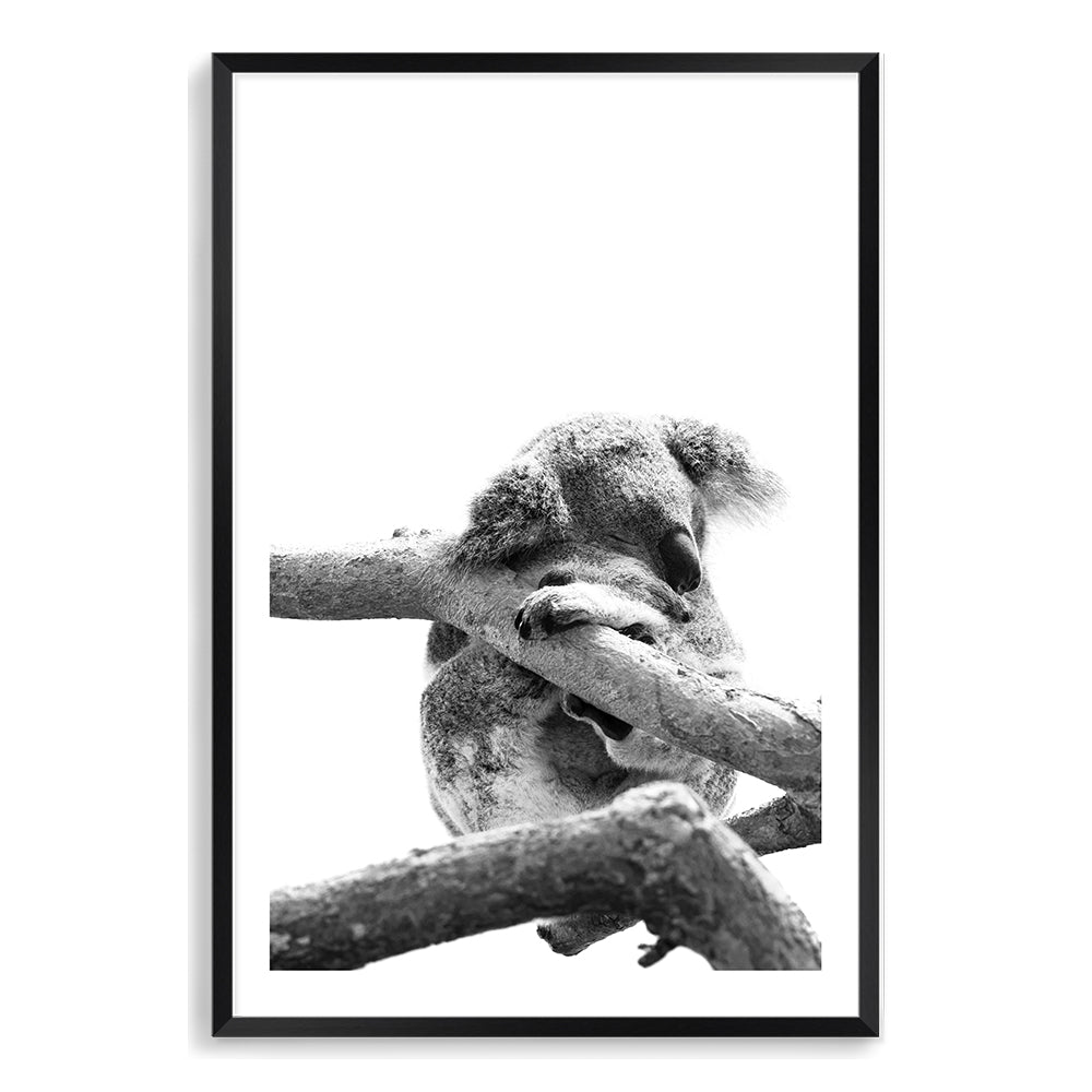 A stunning photo wall art print of a sleeping koala in a tree on a white background, Also available in canvas prints
