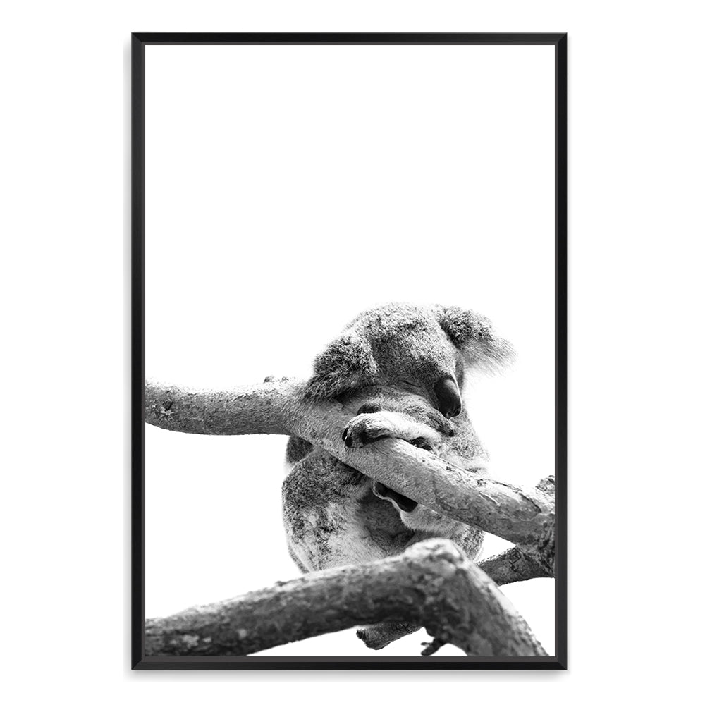 Artwork photographic print of a koala sleeping in a tree with a white background , Available in canvas or with timber frames.