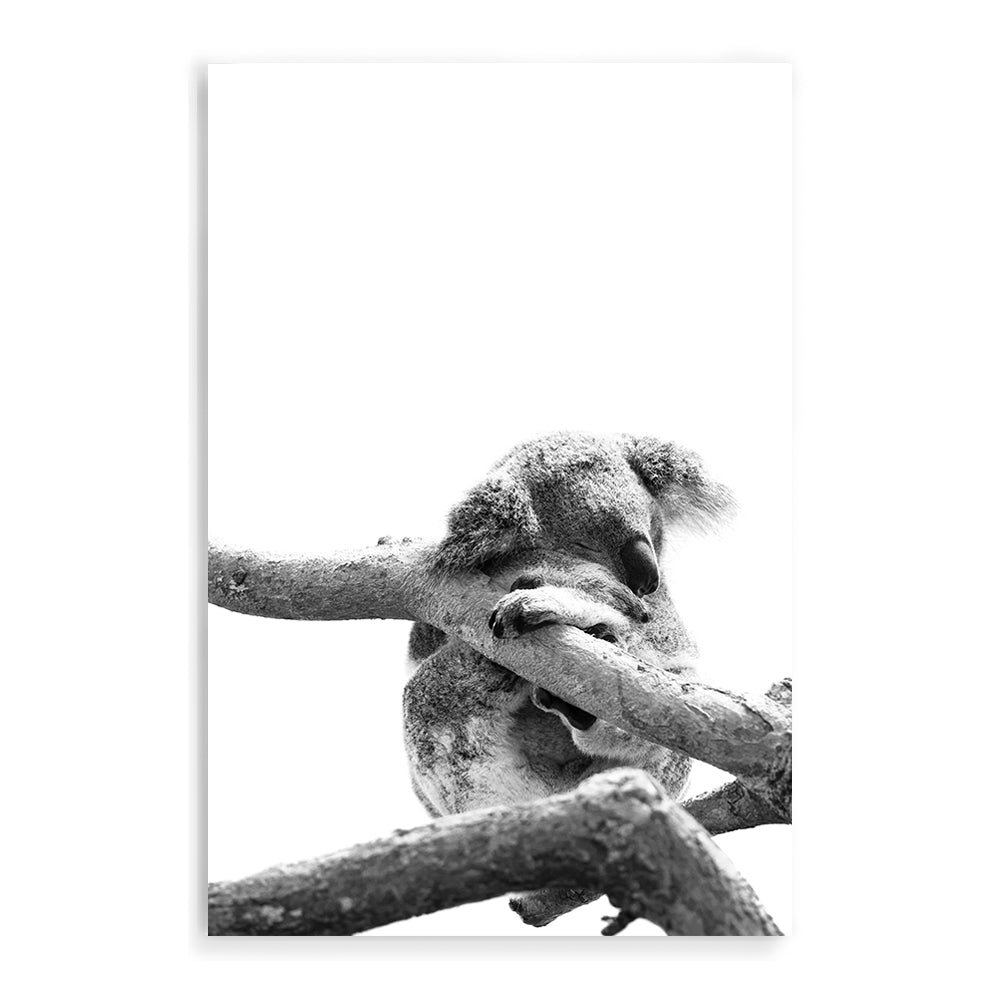 Artwork photographic print of a koala sleeping in a tree with a white background. 