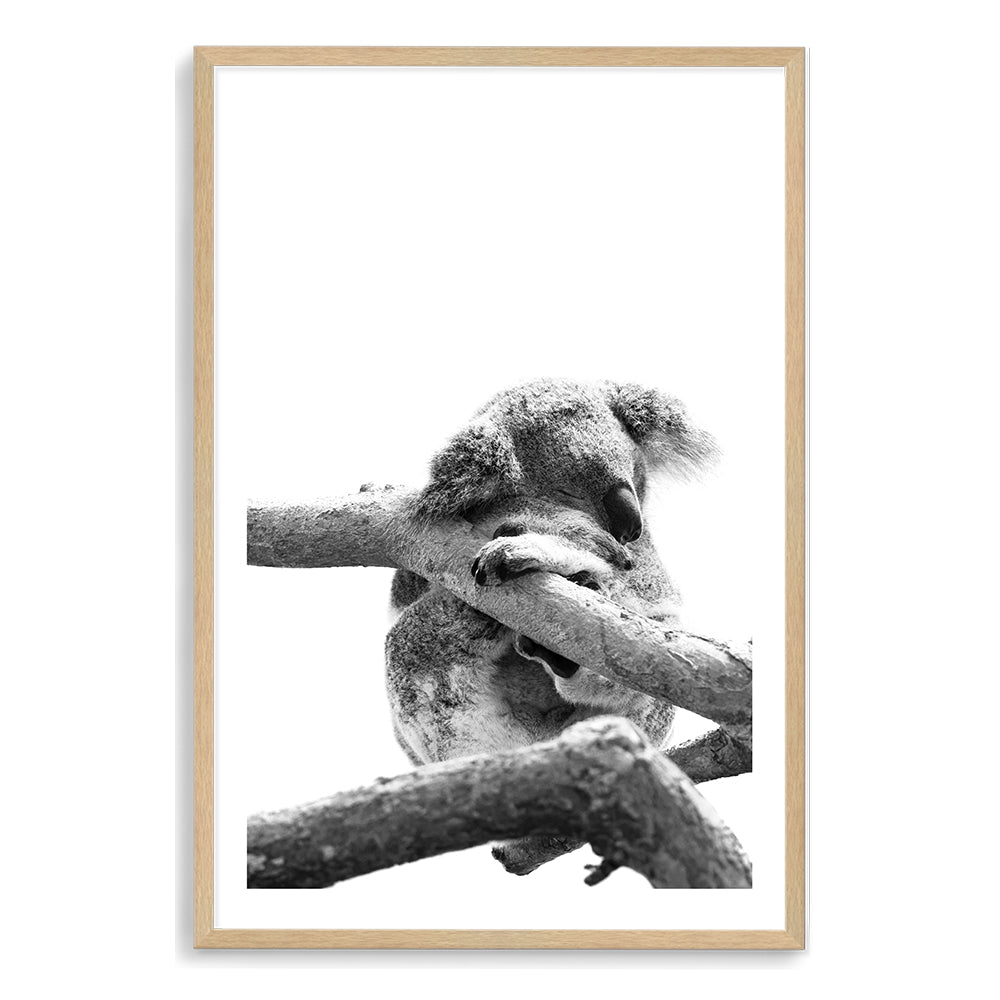 A stunning photo wall art print of a sleeping koala in a tree on a white background. 