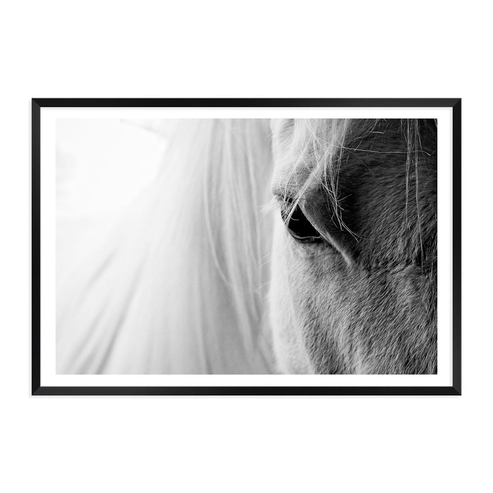 White Horse Stallion Face Wall Art Photograph Print or Canvas Black Framed or Unframed Beautiful Home Decor