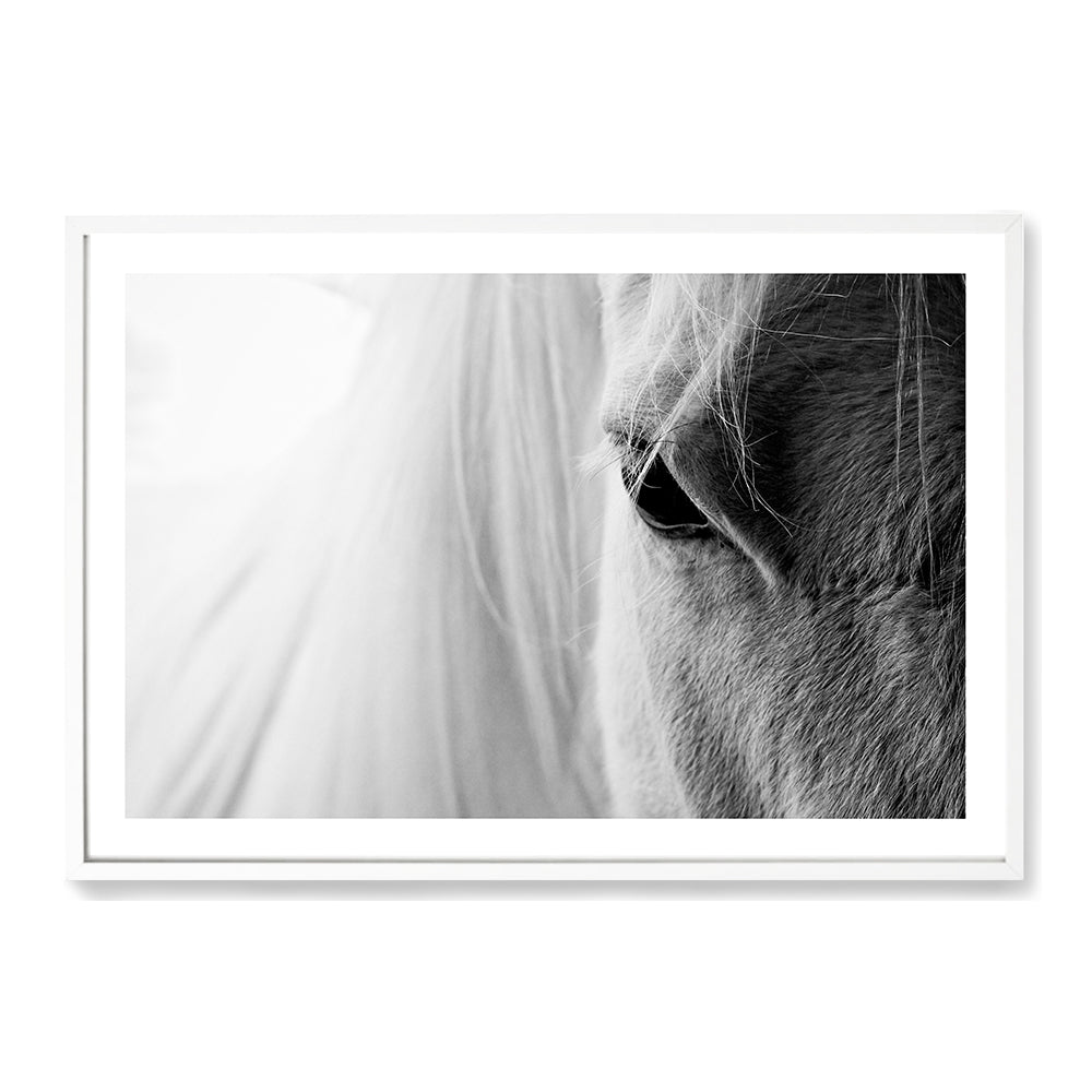 White Horse Stallion Face Wall Art Photograph Print or Canvas white Framed or Unframed Beautiful Home Decor