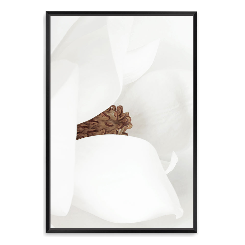 White Magnolia Flower Wall Art Photograph Print or Canvas Black Framed in black or Unframed Beautiful Home Decor