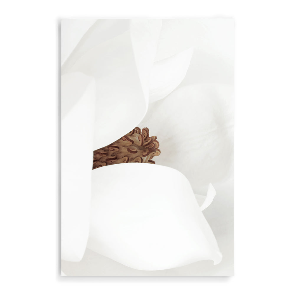 White Magnolia Flower Wall Art Photograph Print or Canvas Framed or Unframed Beautiful Home Decor