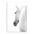 White Stallion Horse Wall Art Photograph Print or Canvas Framed or Unframed Beautiful Home Decor