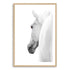 White Stallion Horse Wall Art Photograph Print or Canvas Timber Framed or Unframed Beautiful Home Decor